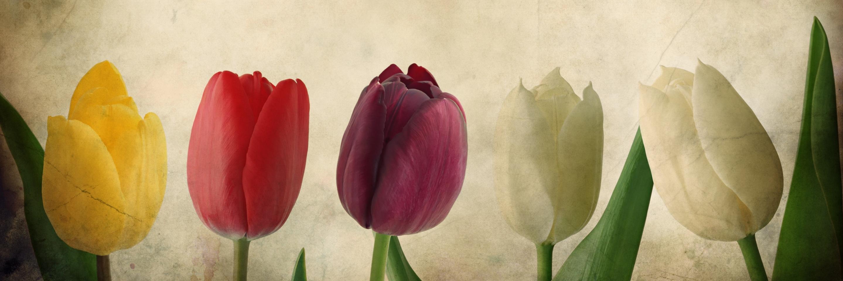 cymilia's profile banner image