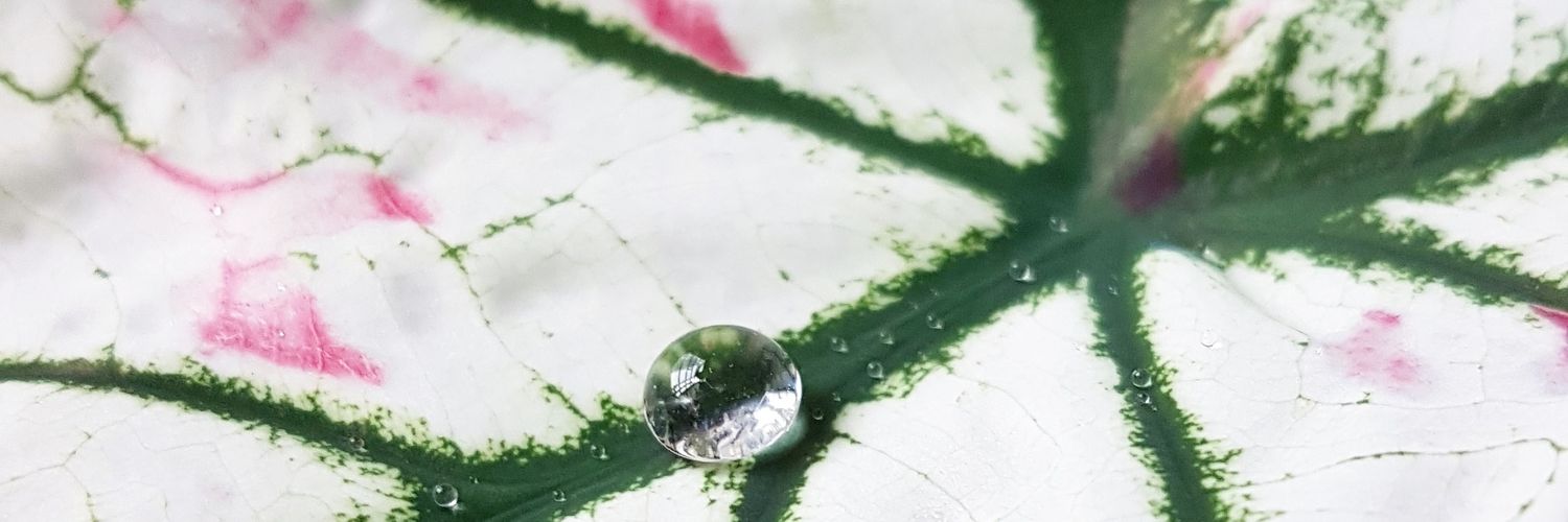 MissHope 🍉 banner