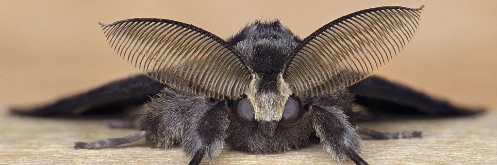 Michal Rindos banner