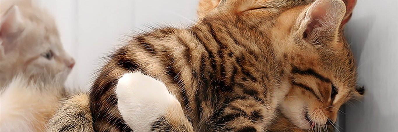 megamediy's profile banner image