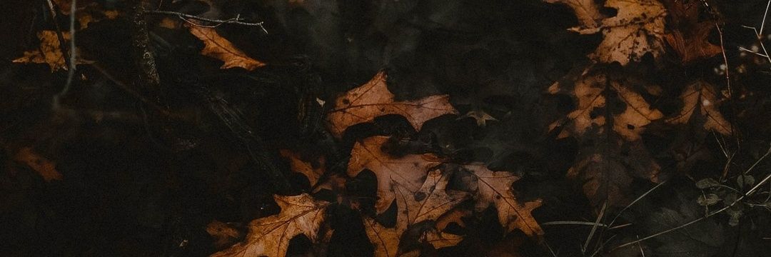 WhiteBird🕊 banner