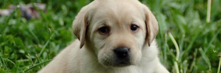 bobbypanu's profile banner image