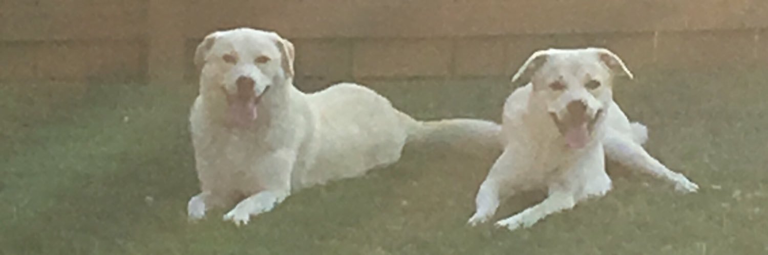 ksreid1's profile banner image