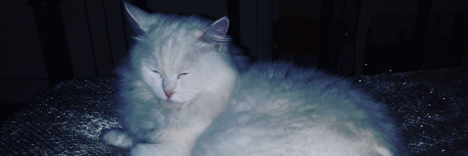 Michele Hodge banner