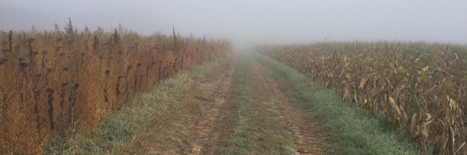 brimarchese's profile banner image