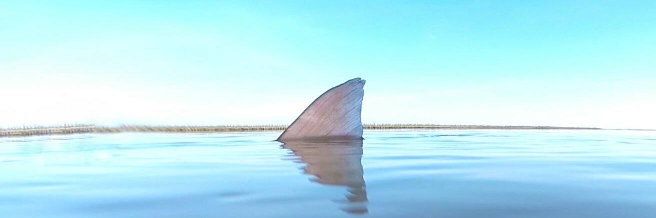 Just Another Ex-Shasta banner