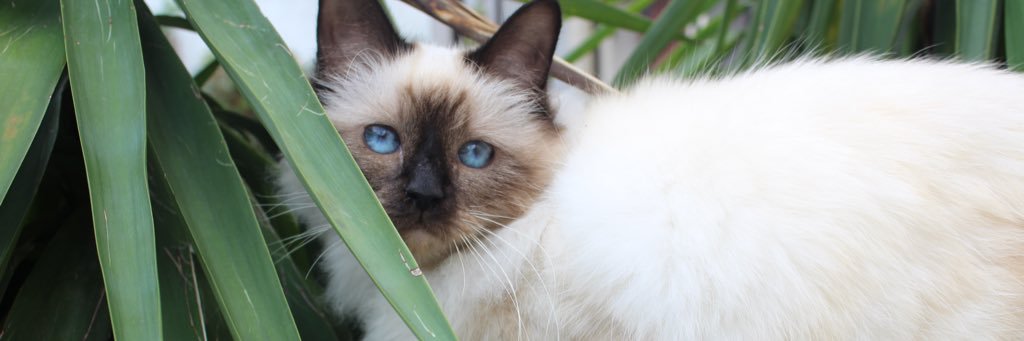 VaneKrawczyk's profile banner image