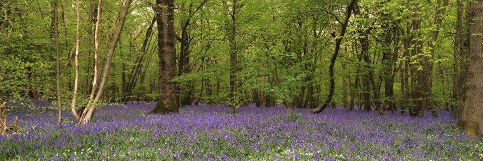 Joanna Trainor banner