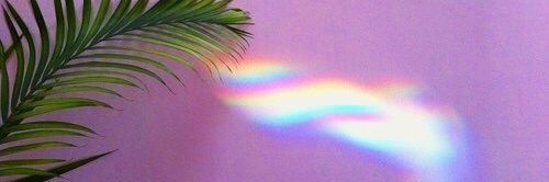 dani ~ banner