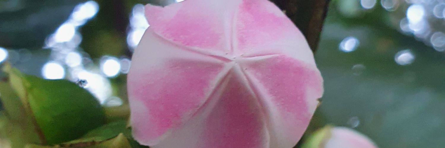 Ebriodechocolat's profile banner image
