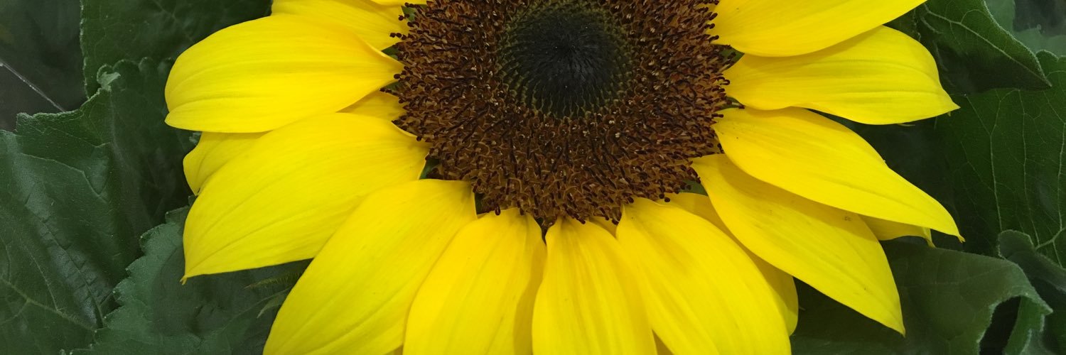 thamy_dulce's profile banner image