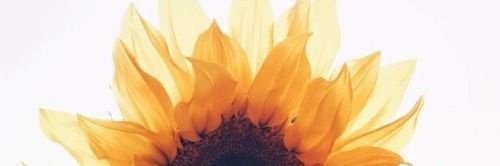🌻Jazmin Chantel🌻 banner