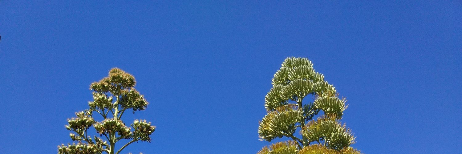 alineanajulia's profile banner image