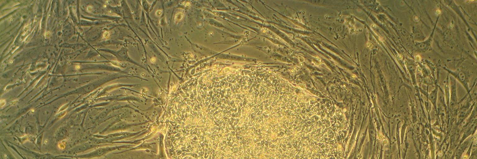 ATStemCell's profile banner image