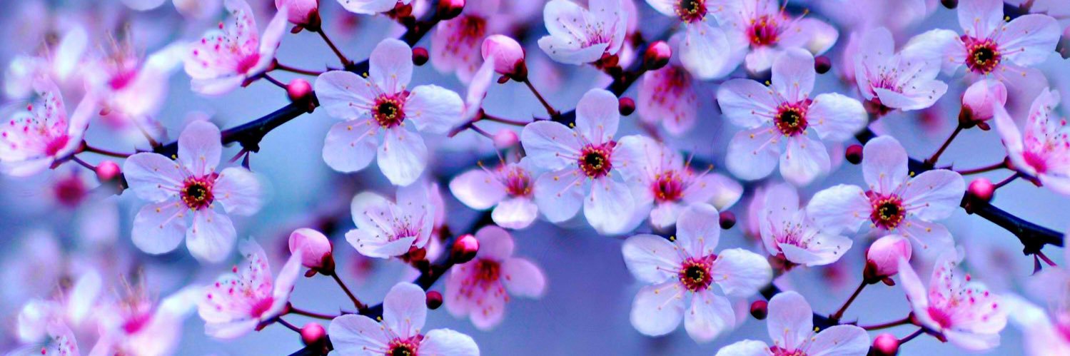pinksiren18's profile banner image
