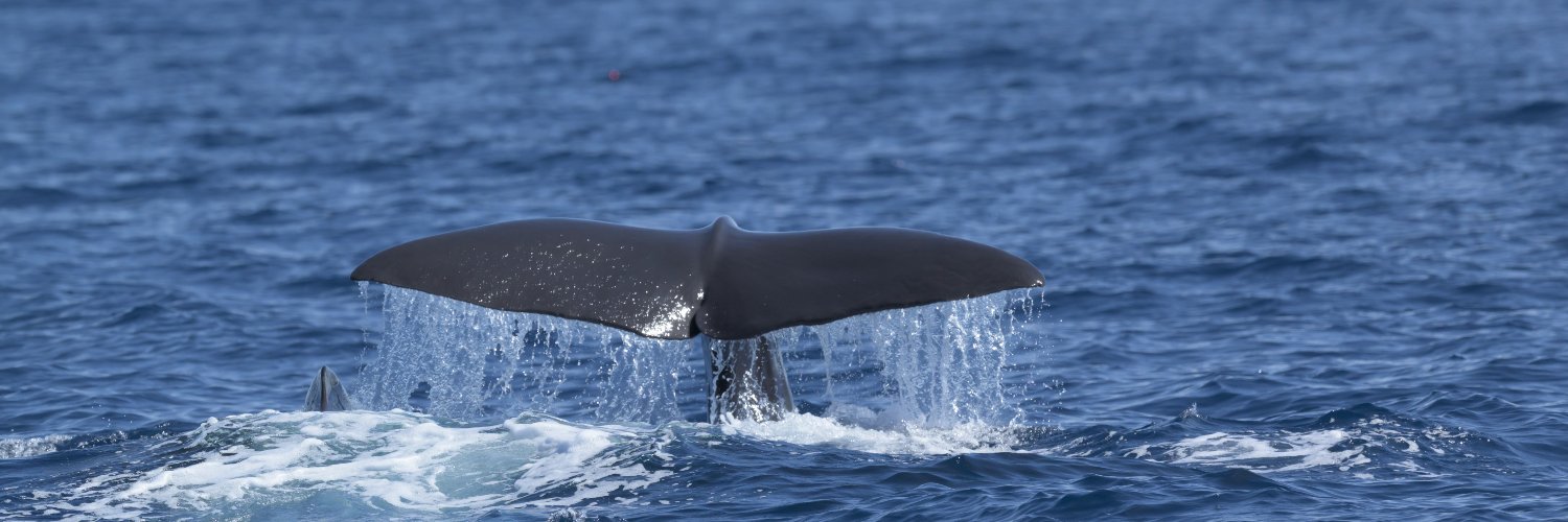 David M. Barreda banner