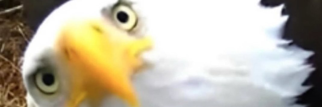🦅 banner