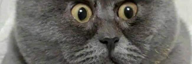 JustinKellyOTT's profile banner image