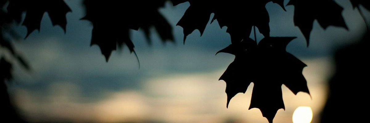lionessblack's profile banner image