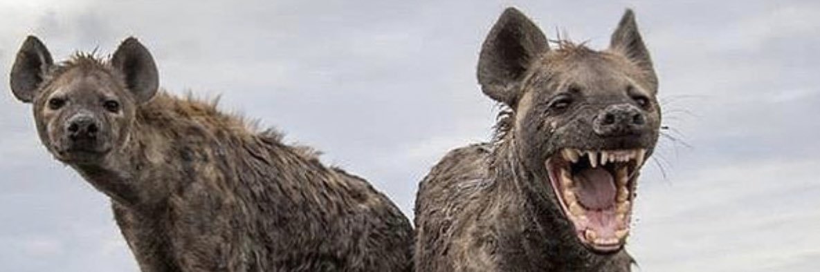 ez banner