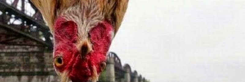 Shallakh_'s profile banner image