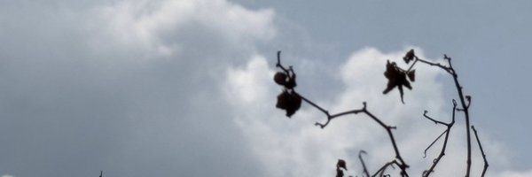 elocinism Profile Banner