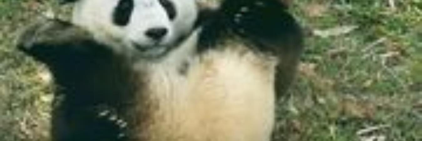 shakinmysoul's profile banner image