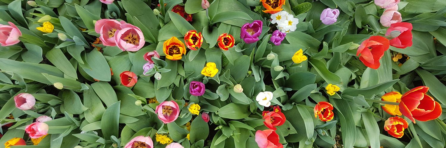 Nicholas Willmore banner