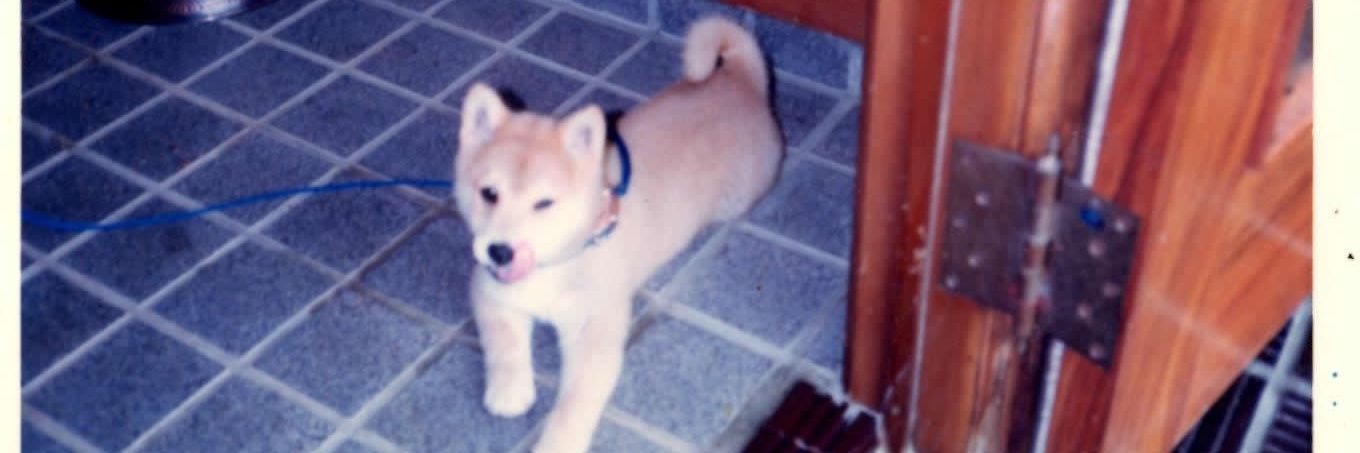 teddytad's profile banner image