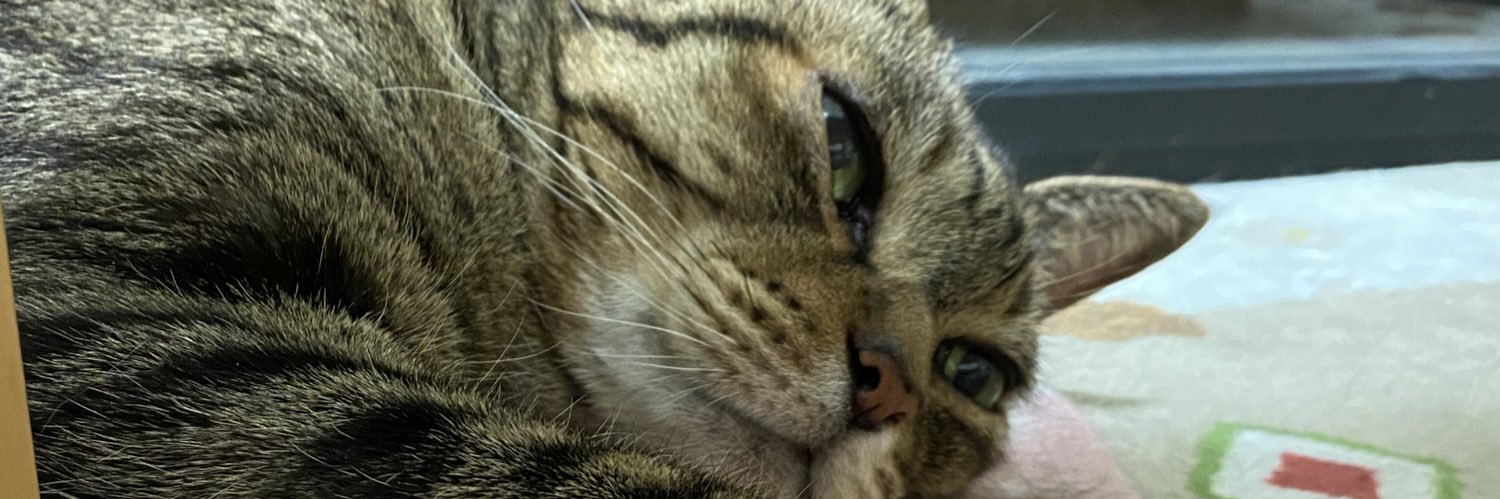 たかふみ（RN 猫みつを🐈） banner