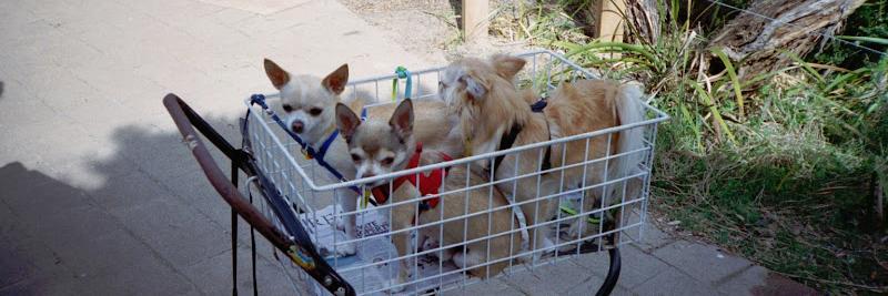 chirescuevic's profile banner image