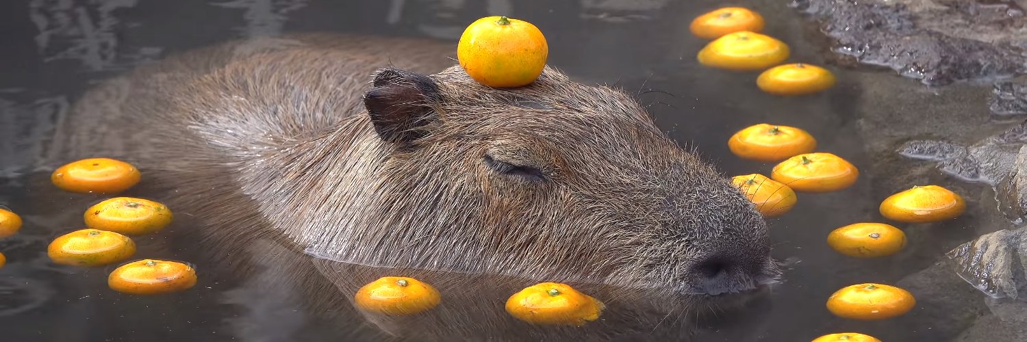 peahnuts's profile banner image