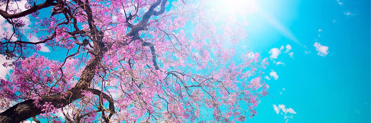 ManujaSharma's profile banner image