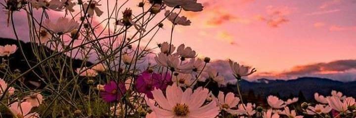 AngieBaulch's profile banner image