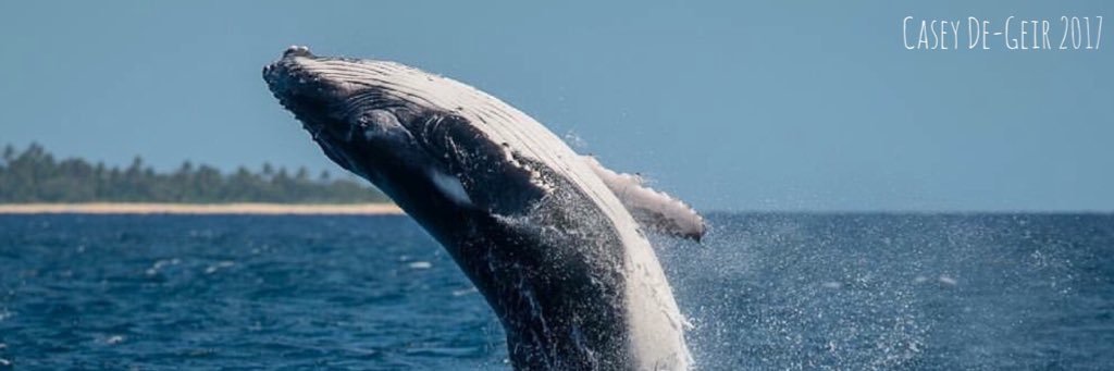 caseydegeir's profile banner image