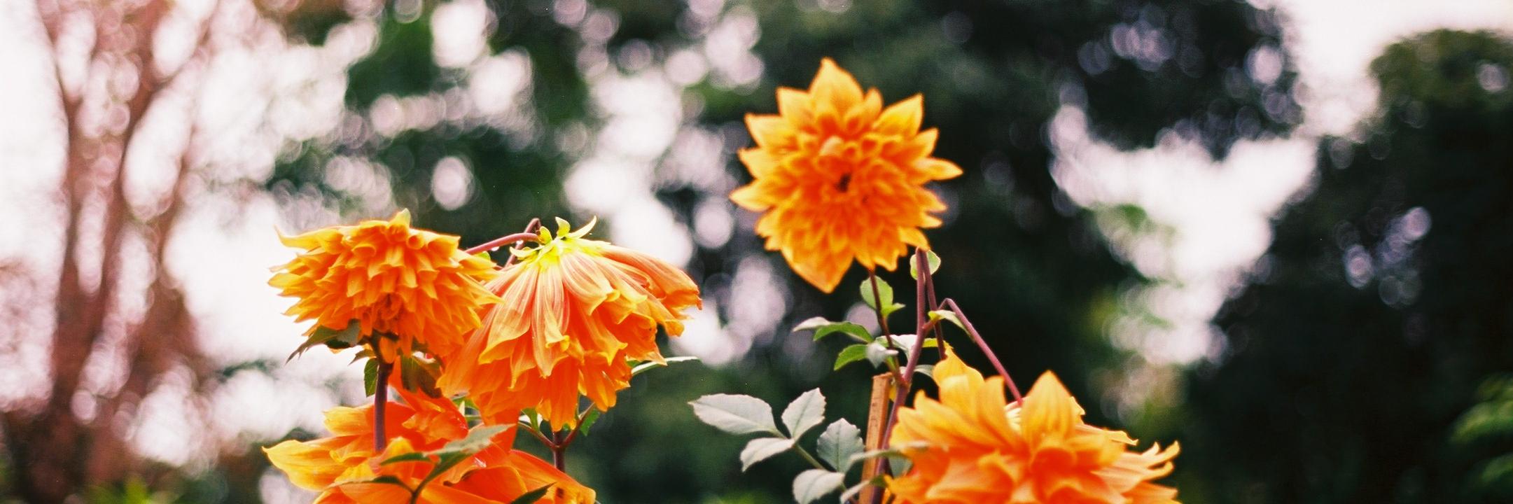 pomelonz's profile banner image