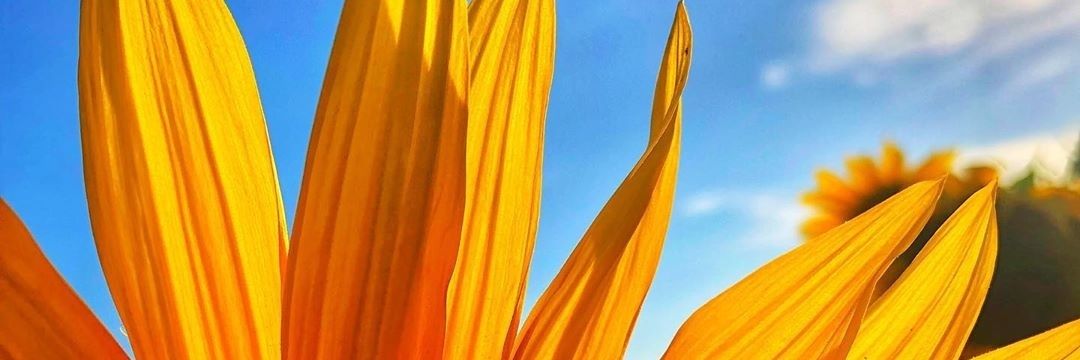 Surenan's profile banner image