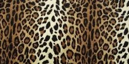 b_wiise's profile banner image