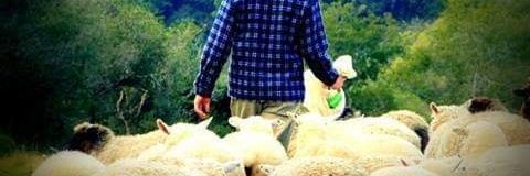 Alexandre Deanini Neto banner