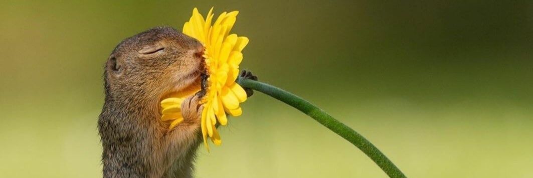 inha de mainha banner