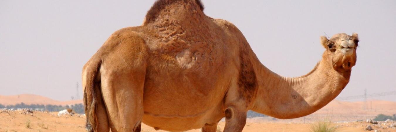 LuskadeBotas's profile banner image