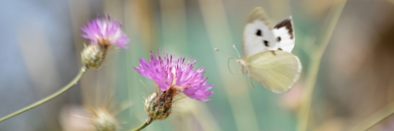Elad_Aran's profile banner image