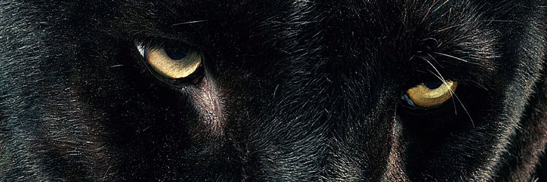 manoivanz's profile banner image