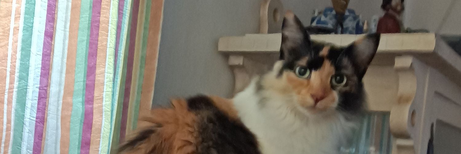 Ymara Ribeiro☯️♀️⚜️ banner