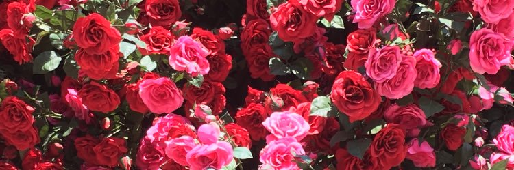 Priya67's profile banner image