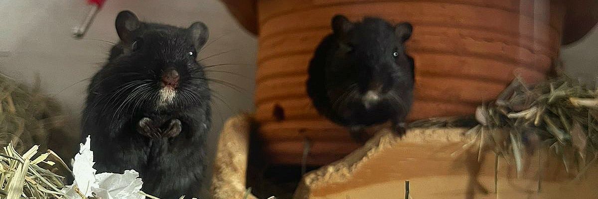 alexssander__'s profile banner image