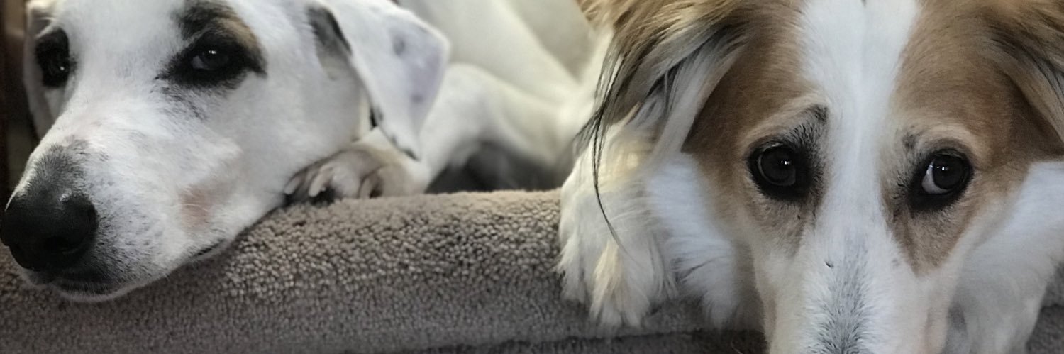 Jill Egglestone banner