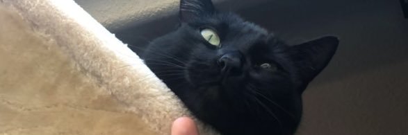 dedalopofdaisy's profile banner image