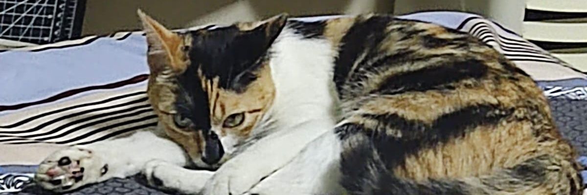 🏳️‍⚧️ VINI Yellow Beast 🏳️‍⚧️ banner