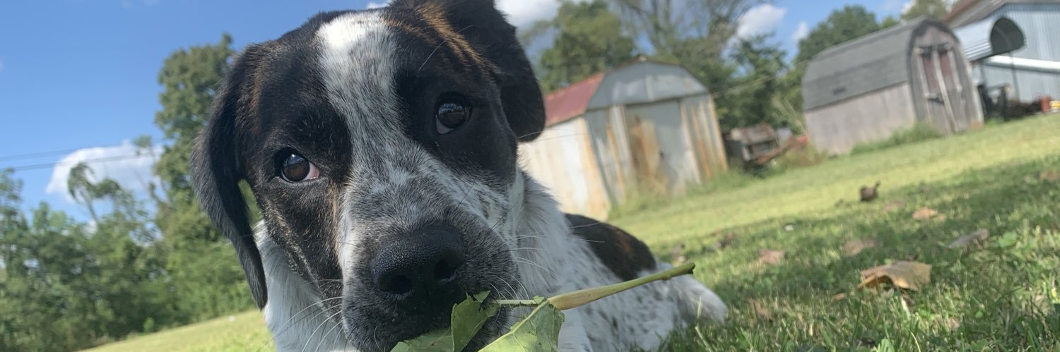 CarlyManogg's profile banner image